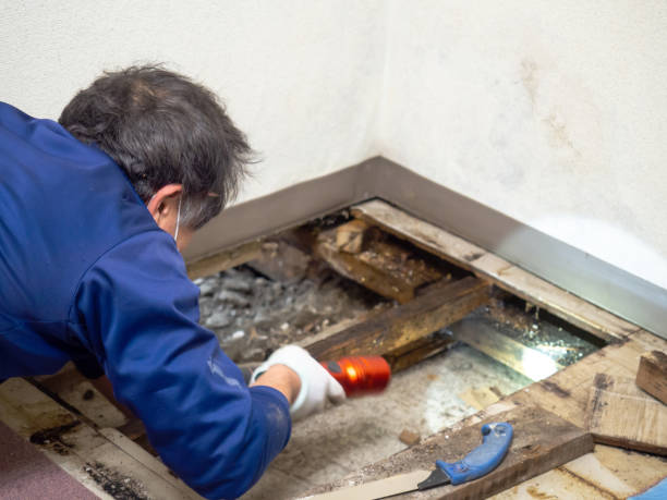 Best Fast Mold Removal  in Oakland, TN