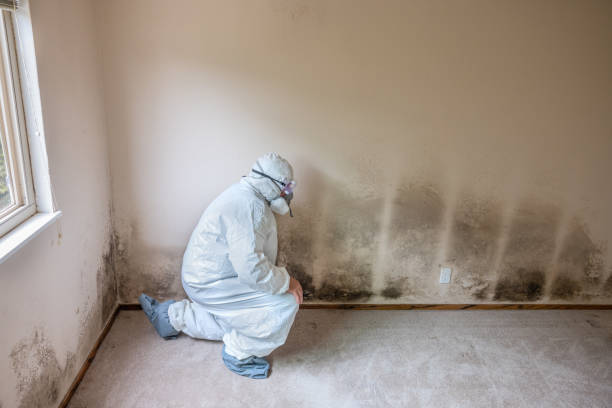 Best Local Mold Removal Service  in Oakland, TN