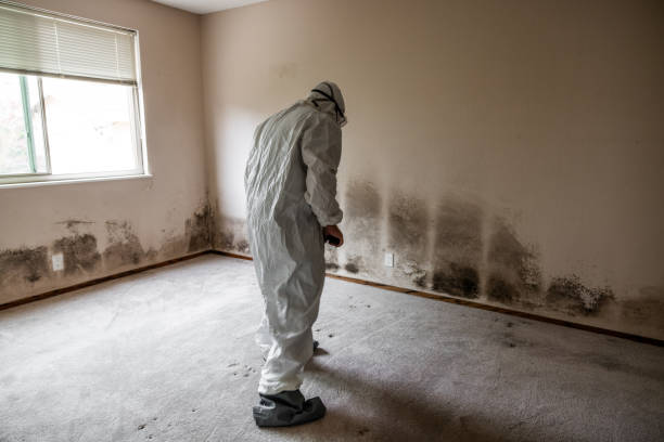Best Black Mold Removal  in Oakland, TN