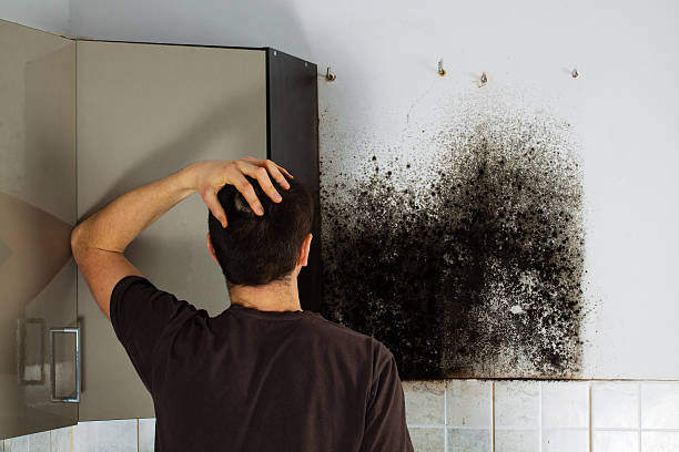 Best Fast Mold Removal  in Oakland, TN