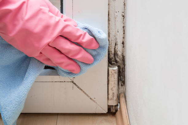 Attic Mold Removal in Oakland, TN